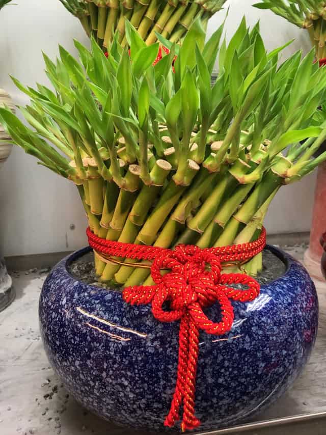開運竹盆栽07 圓圓滿滿 開運竹盆景 昕藝花卉坊 鮮花專賣店