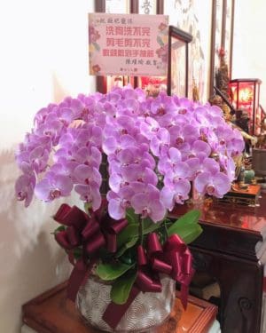 開幕蘭花