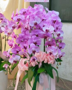 姐姐靈堂蘭花