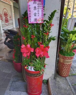 議員選舉盆栽