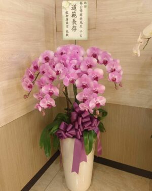 追思宮主粉色蘭花