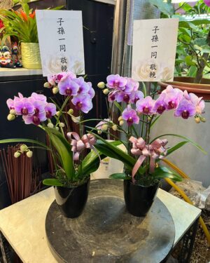 追思奶奶蘭花