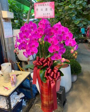 探病慰問蘭花