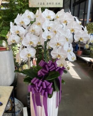 北投送蘭花