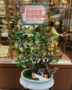竹柏盆栽
