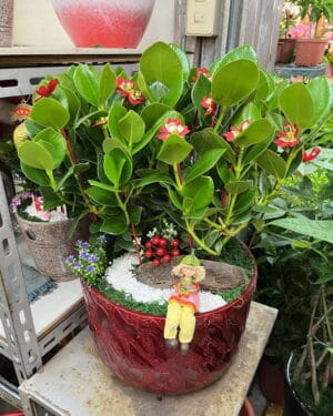 金錢樹茶几盆栽