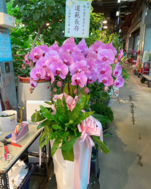粉色蝴蝶蘭