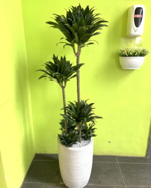 阿波羅開幕盆栽