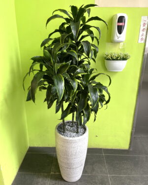 阿波羅盆栽