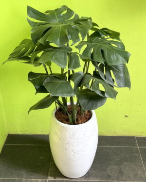 文青龜背芋
