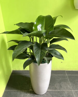 文青金鑽