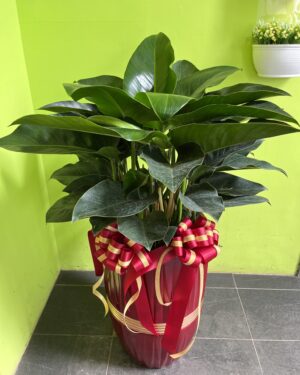 金鑽盆栽
