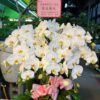 靈堂蘭花