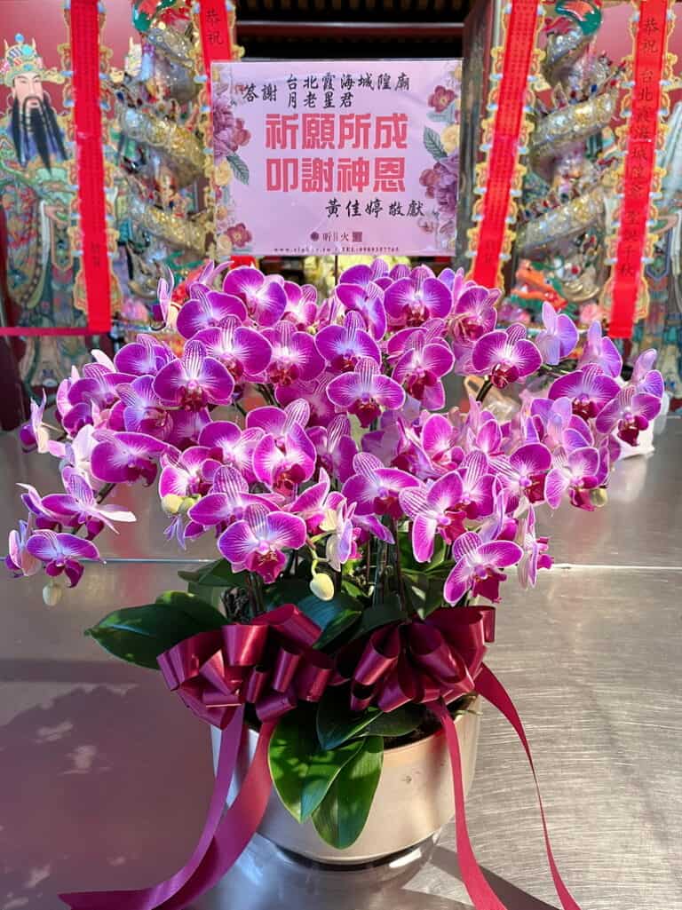 月老還願蘭花