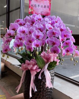 早日康復蘭花
