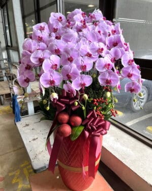 福氣蝴蝶蘭