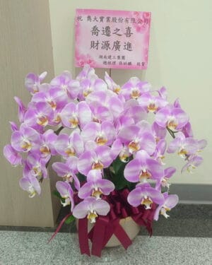 喬遷蝴蝶蘭