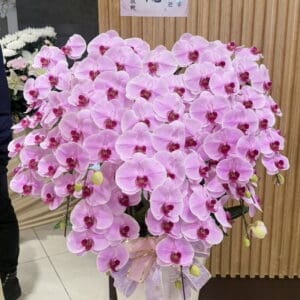 告別式蝴蝶蘭64 告別式出殯安靈蘭花粉色一盆