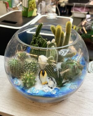 企鵝多肉盆栽