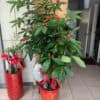 公司擋煞風水盆栽