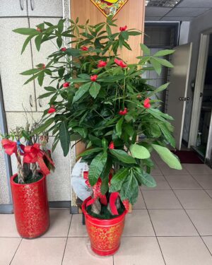 公司擋煞風水盆栽