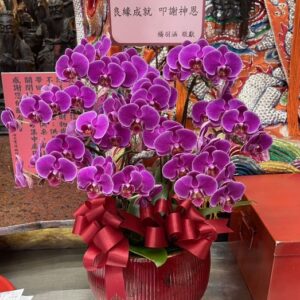 台北霞海城隍廟月老星君蘭花