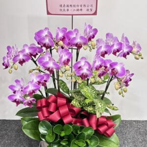 商業蝴蝶蘭68 喬遷喜慶祝賀蘭花一盆