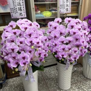 告別式蝴蝶蘭63 麗緻文化會所安靈蘭花一對