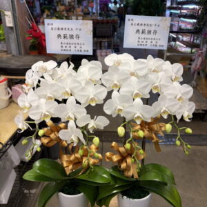 懷愛館安靈小蘭花