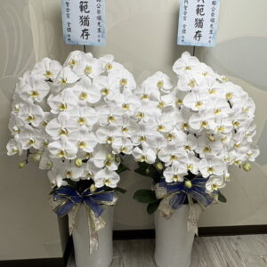 普照佛堂安靈蘭花