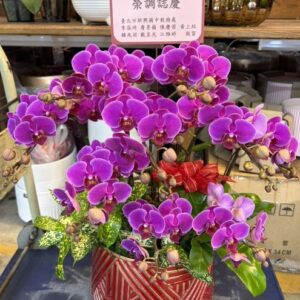 榮陞榮調蘭花