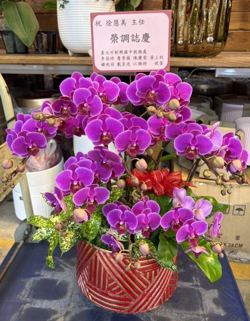 榮陞榮調蘭花 榮陞榮調蘭花