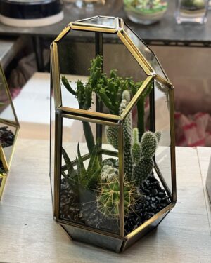 氛圍金多肉植物