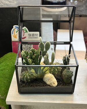 氣質黑多肉植物