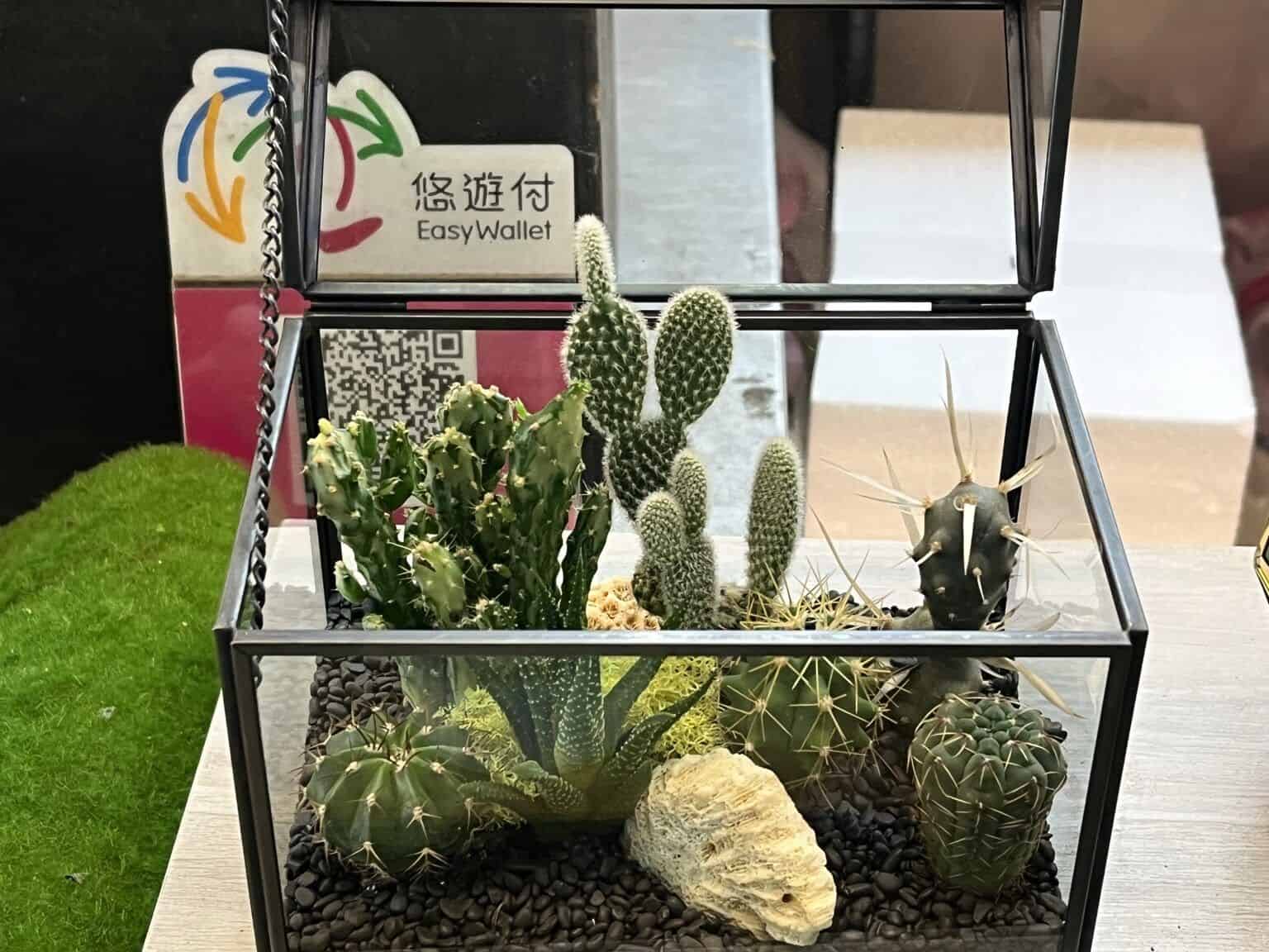 開幕送禮指南|開幕送禮推薦 5 大好禮!開幕盆栽怎麼選?送禮時間和注意事項?一次告訴你! 氣質黑多肉植物