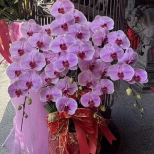 社團聯誼活動蘭花