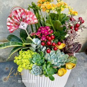 過年喜氣盆栽多肉植物