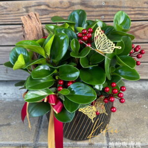 過年喜氣盆栽聚財樹迎財神