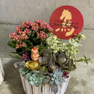 過年喜氣盆栽馬到成功盆栽