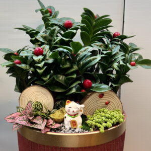 過年盆栽招財貓金錢樹