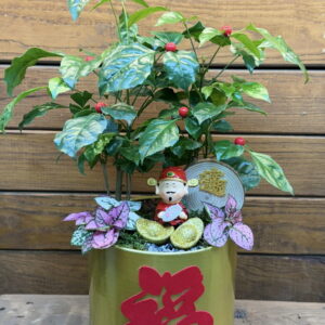 過年盆栽發財樹