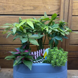 過年盆栽發財樹02