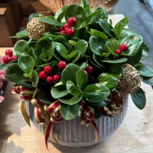 過年盆栽聚財樹