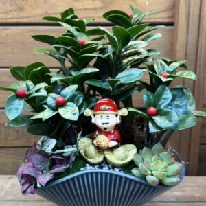 過年盆栽財神金錢樹