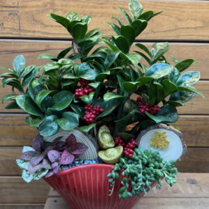 過年盆栽金錢樹