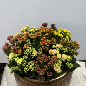 過年盆栽長壽花