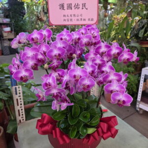 寺廟蝴蝶蘭36 答謝媽祖娘娘還願蘭花一盆