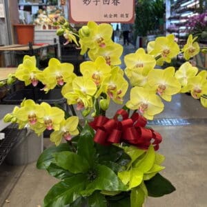 商業蝴蝶蘭67 感謝醫生醫術高超妙手回春蘭花一盆