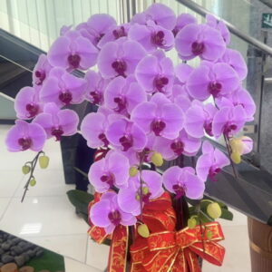 銀行主管榮陞蘭花推薦