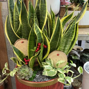 開幕喬遷盆栽虎尾蘭